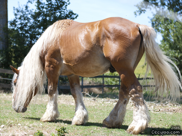 Horse from the Tarn (France, ''D'en cazettes'' stables)/Un cheval du Tarn (Écuries ''D'en cazettes'')