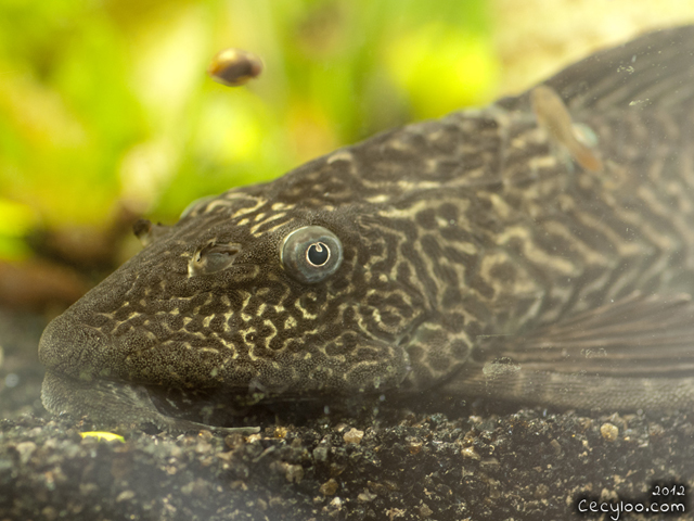 In the eyes of the Plecosaurus/Dans les yeux du plecosaurus