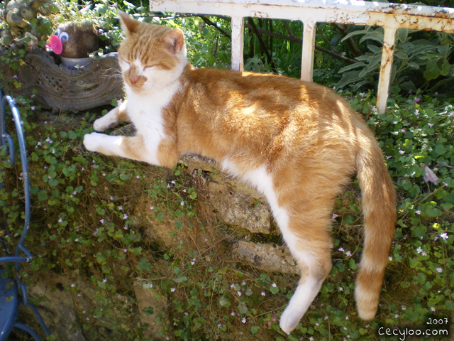 Survivor kitty boy at the school of the cat of the Oise/Minou rescapé à l'école du chat de l'Oise