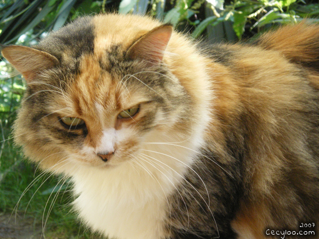 Survivor kitty girl at the school of the cat of the Oise/Minette rescapé à l'école du chat de l'Oise