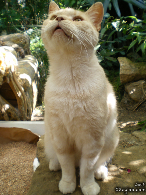 Survivor kitty boy at the school of the cat of the Oise/Minou rescapé à l'école du chat de l'Oise