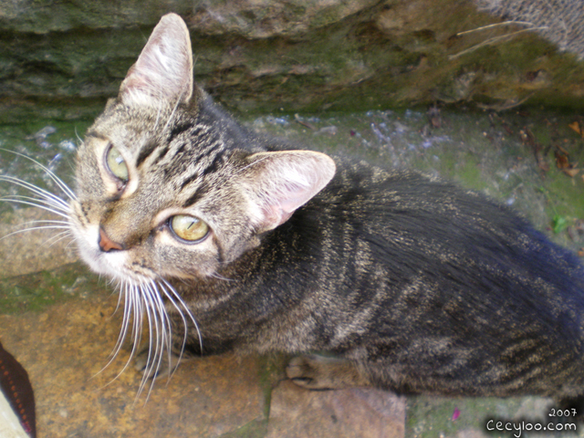 Survivor kitty girl at the school of the cat of the Oise/Minette rescapé à l'école du chat de l'Oise