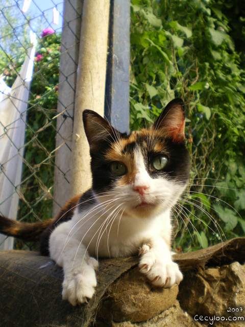 Survivor kitty girl at the school of the cat of the Oise/Minette rescapé à l'école du chat de l'Oise