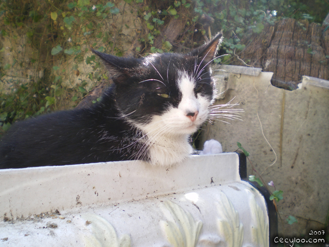 Survivor kitty boy at the school of the cat of the Oise/Minou rescapé à l'école du chat de l'Oise