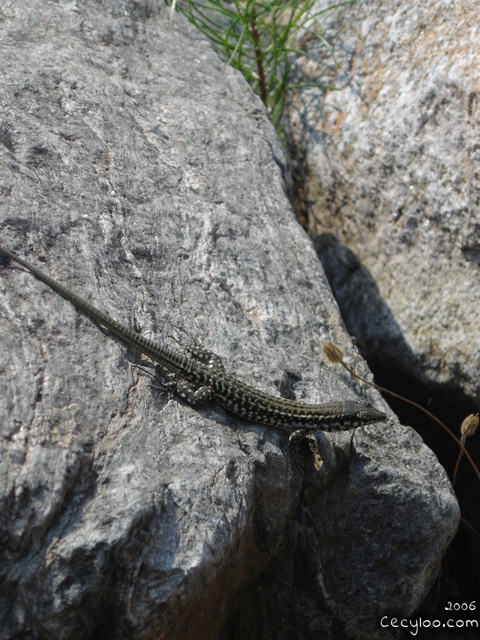 Corsican lizard/Lézard corse