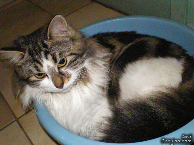 Charming Lil'Cat/Pichat aime les bassine =D