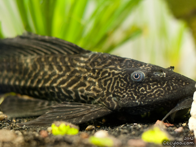 The Plecosaurus/Le Plecosaurus