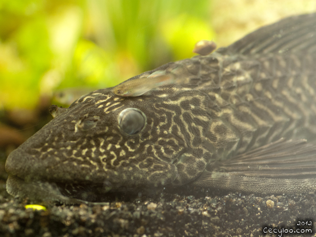 Mister Plecosaurus blinks ;)/Monsieur Plecosaurus cligne de l'oeil ;)