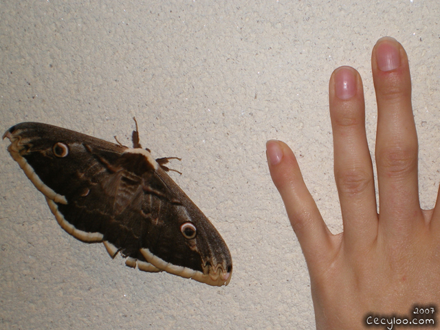 A prince butterfly I met in Vendée (France), with my hand (for scaling)/Un prince papillon croisé un soir en Vendée, avec ma main (pour l'échelle)