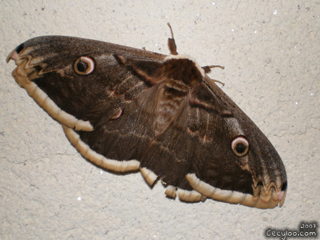 A prince butterfly I met in Vendée (France), again, but that's because he is so beautiful !/Un prince papillon croisé un soir en Vendée, encore, mais c'est parce qu'il est vraiment trop beau !