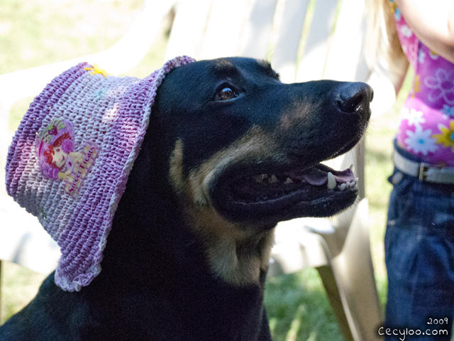 Vasko De Gamma (and his pink bob)/Vasko De Gamma (et son bob rose)