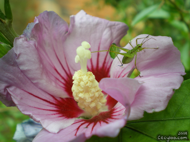 Mes plus belles photos de Dame Nature