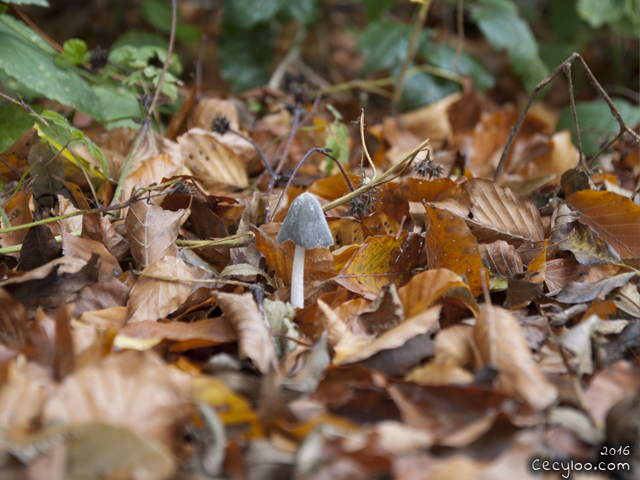 Mes plus belles photos de Dame Nature