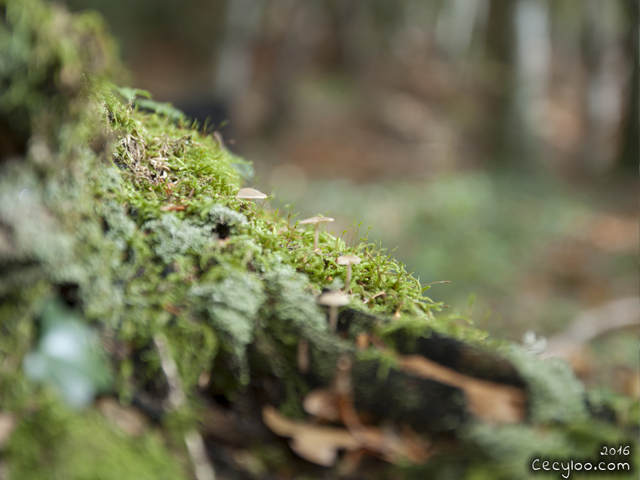 Mes plus belles photos de Dame Nature