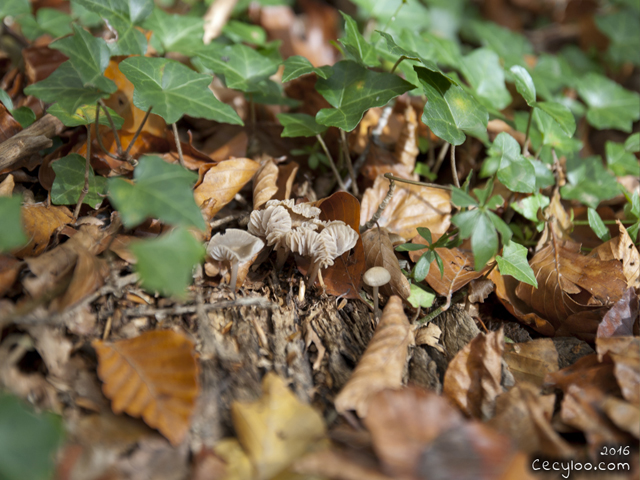 Mes plus belles photos de Dame Nature