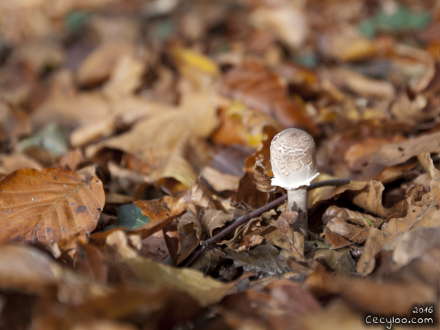 Mes plus belles photos de Dame Nature