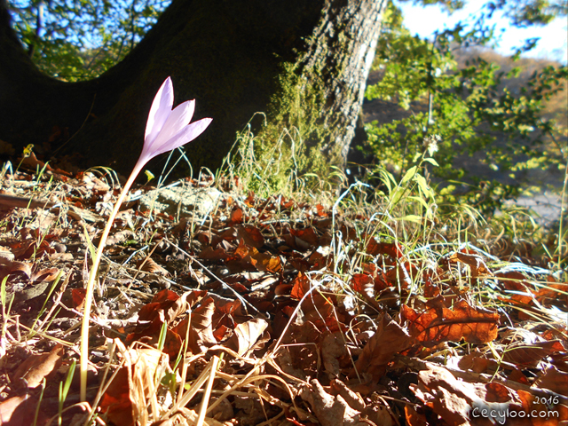 Mes plus belles photos de Dame Nature