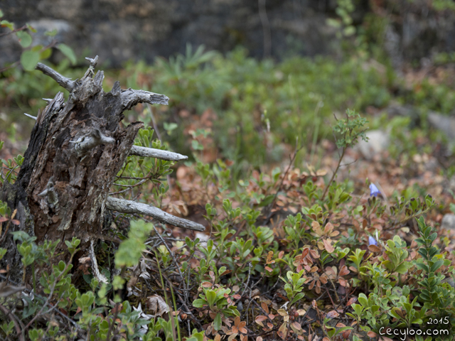 Mes plus belles photos de Dame Nature