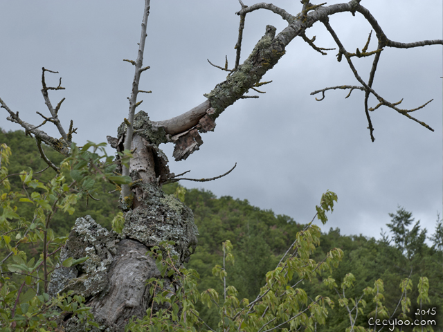 Mes plus belles photos de Dame Nature