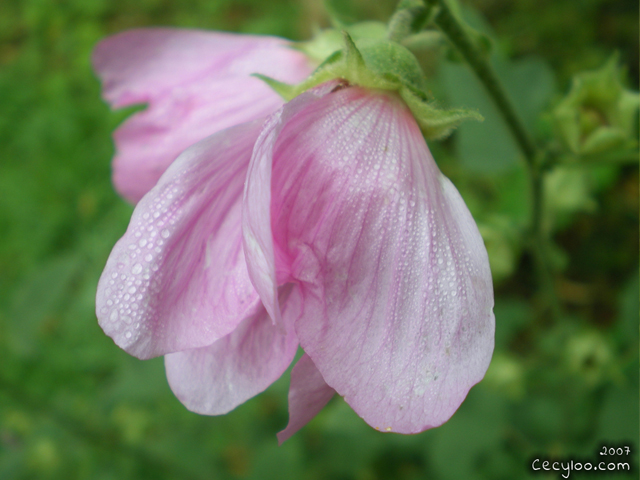 Mes plus belles photos de Dame Nature