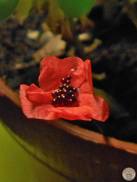 Miniatures : Coquelicot (Plantes)